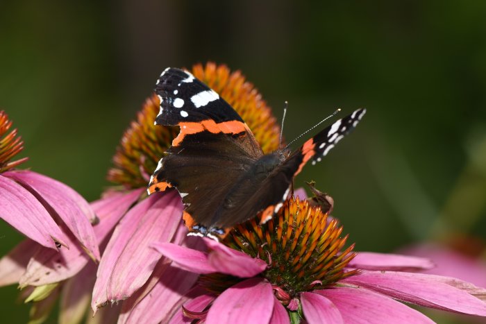 Närbild av en amiral fjäril med sliten vinge, sittande på en rosa blomma med orange pistiller.