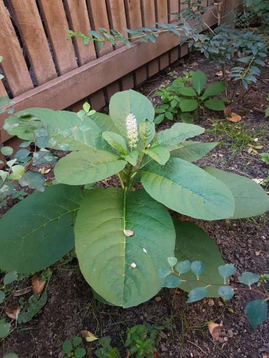 Okänd grön växt med stora blad och en vit blomställning bredvid en trästaket.