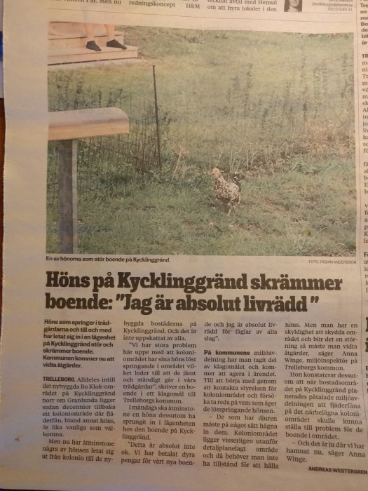 En höna framför ett bostadsområde med en artikel om problem med höns på Kycklinggränd.