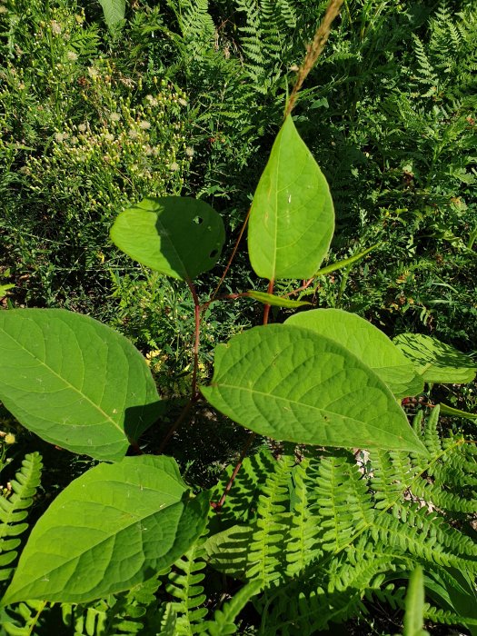 Parkslideplanta med stora gröna blad och omgivande ormbunkar upptäckt på en tomt.