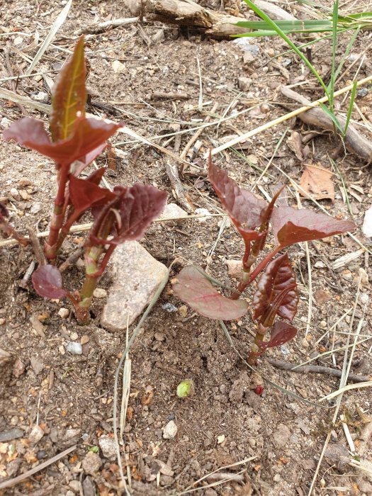 Röda parkslideplantor som växer i jorden med nedfallna löv och kvistar runtomkring.