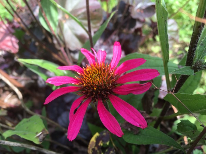 Lågväxande rudbeckia med starkt rosa kronblad och mörk orangebrun mitt.