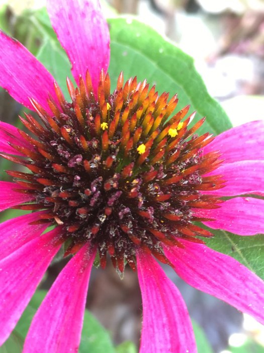 Närbild av en blommande lägre variant av rudbeckia med stark rosa färg och prominent brun mitt.