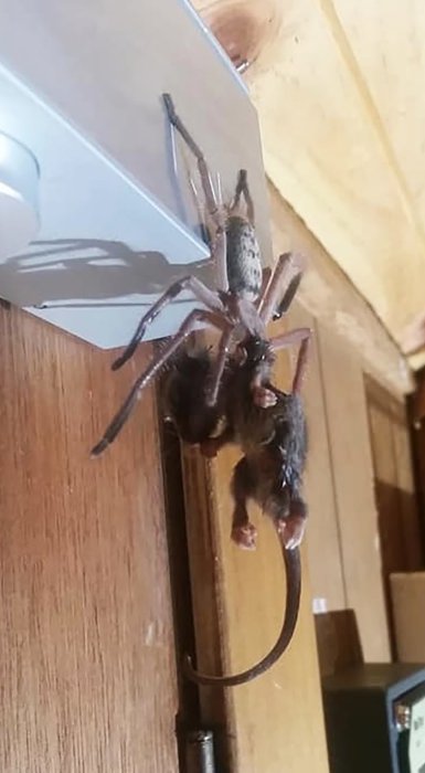 Huntsman-spindel på väggen som håller i en liten mus.