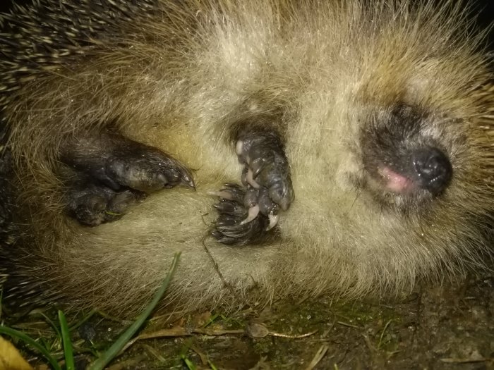 Närbild av en sovande igelkott som visar igelkottens nos, tassar och taggar.