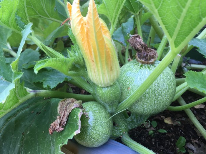 Ung squash med blommor och frodig grönska i hemmaträdgården.