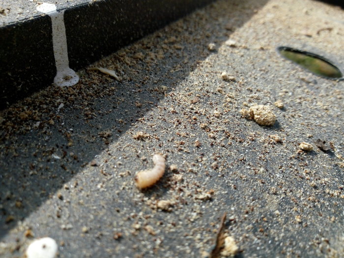 En liten larv på en grusig yta nära en vit linje, illustrerar larvens storlek omkring 1.5 cm.