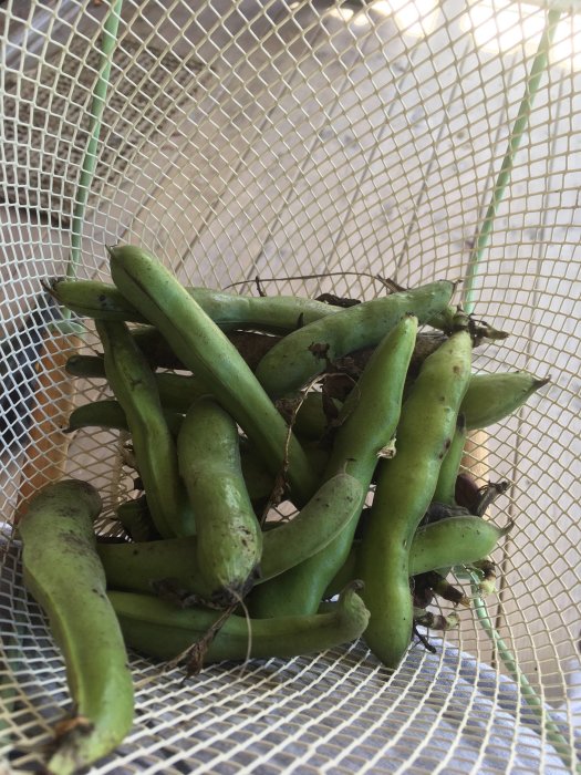 Skörd av färska bondbönor i en korg, något skralt resultat från odlade plantor.