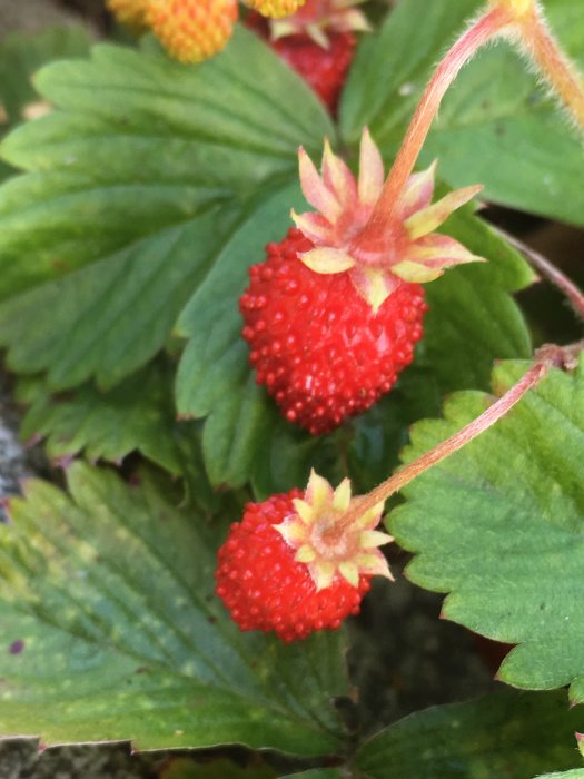 Närbild på mogna vilda jordgubbar med gröna blad i bakgrunden, återhämtade efter att ha planterats i ny jord.