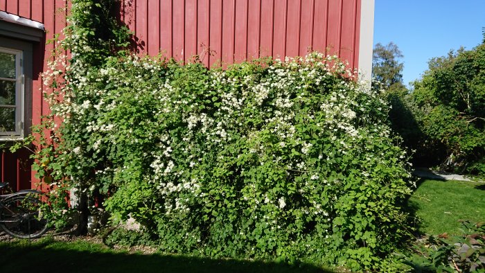 Clematis 'Summer Snow' blommar rikligt mot en röd husvägg efter vårbeskärning.