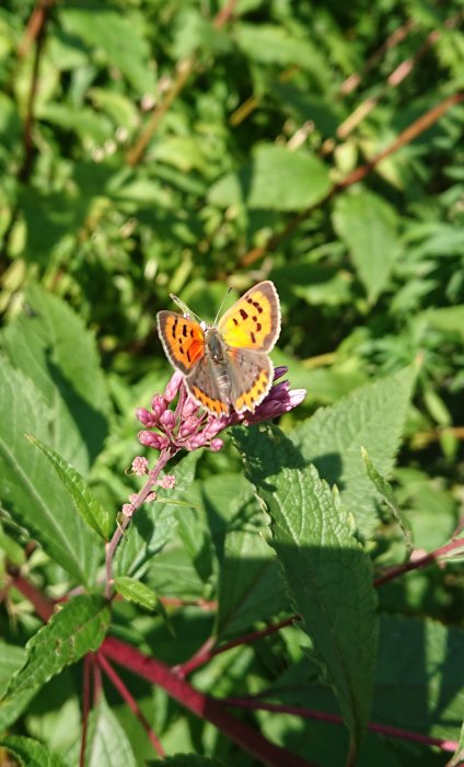 Fjäril med orange och svarta vingar på lila Rosenflockel blomma omgiven av gröna blad.