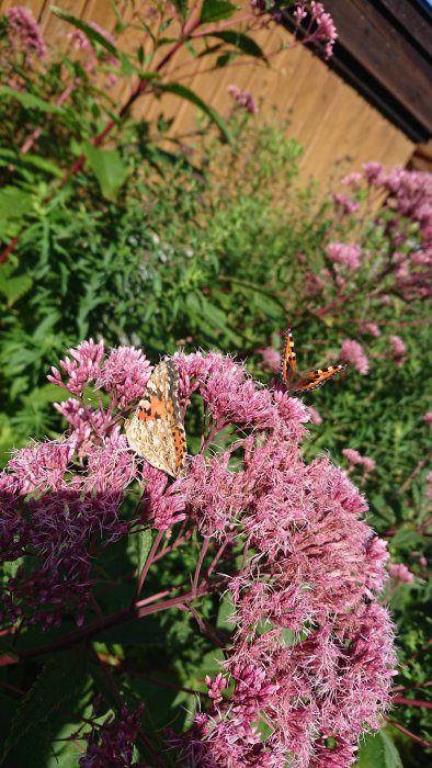 Fjäril på blommande rosenflockel med en annan fjäril i flykt i bakgrunden.