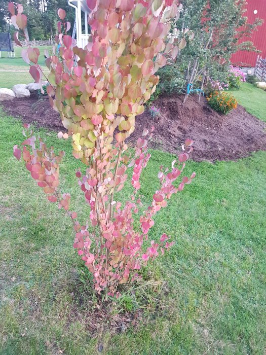 Växt med färgglada rosa och gröna blad i en trädgård, ingen blomning synlig.