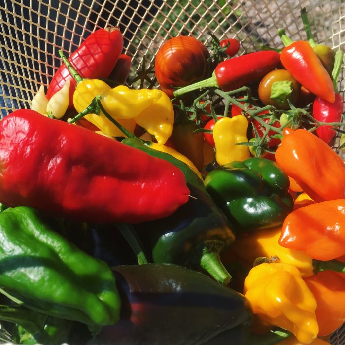 Skörd av olika sorters mogna chili i röda, gröna, gula och orange nyanser i en korg.