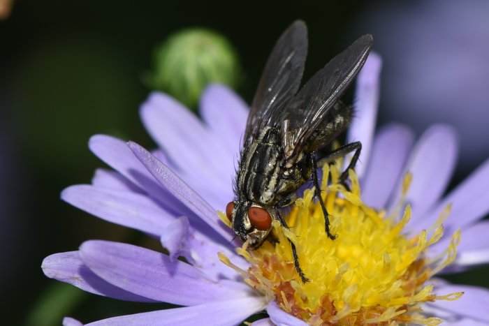 Närbild av en fluga på en lila blommas gula pistiller.