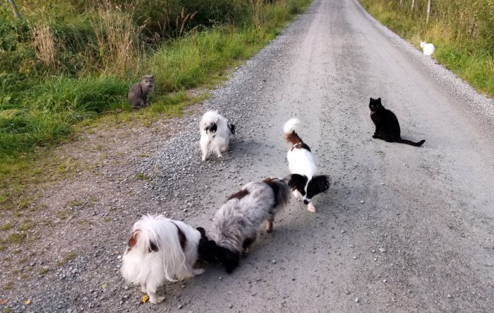 Hundar på en grusväg under rastning med tre katter som ser på.