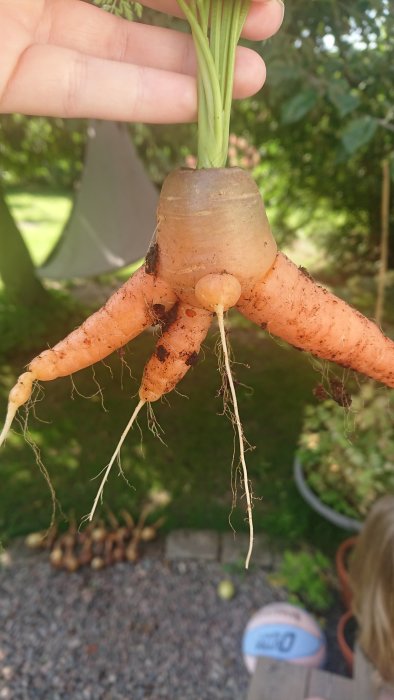 Morot med ovanlig form, likt en figur, hålls upp framför trädgårdsbakgrund.