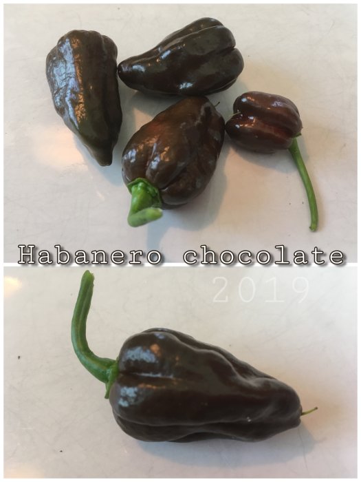 Fem mörkbruna Habanero Chocolate chilifrukter på ljus yta med texten "Habanero chocolate 2019".