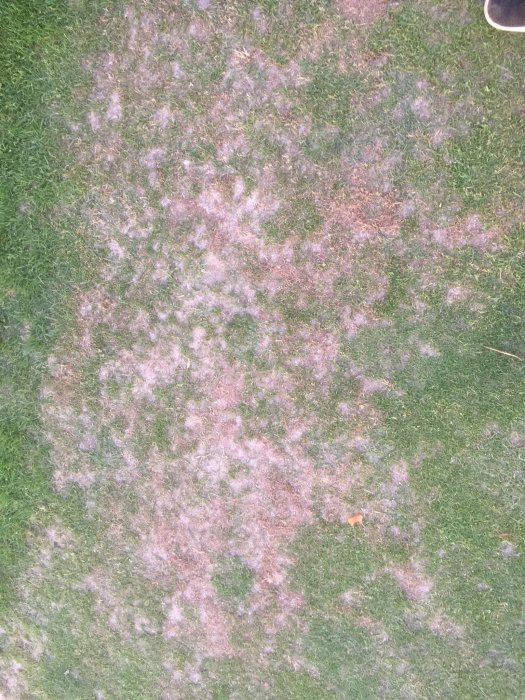 Gräsmatta med områden angripna av svamp, vissa delar ser torra ut.