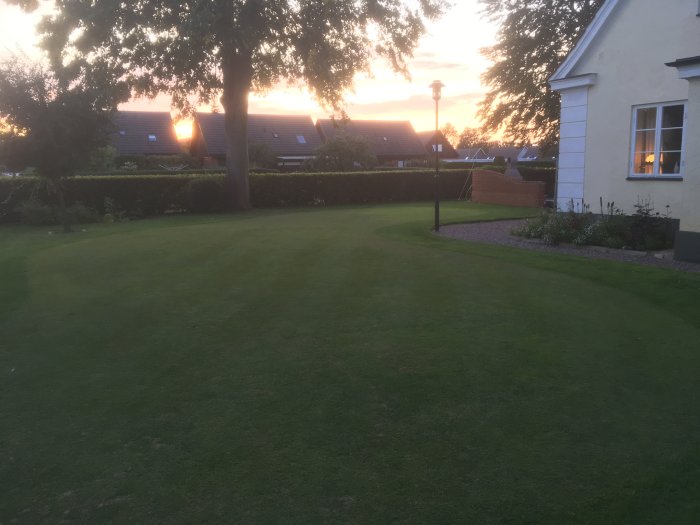 Gräsmatta klippt till 6,5 mm vid skymning, lätt ojämn färgning tyder på tidigare svampangrepp, hus och träd i bakgrunden.