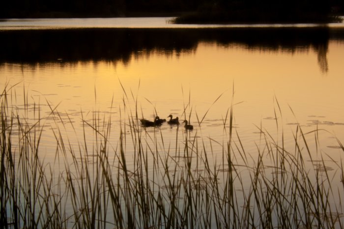 Två änder i en sjö vid solnedgång, med silhuetter av vass i förgrunden.