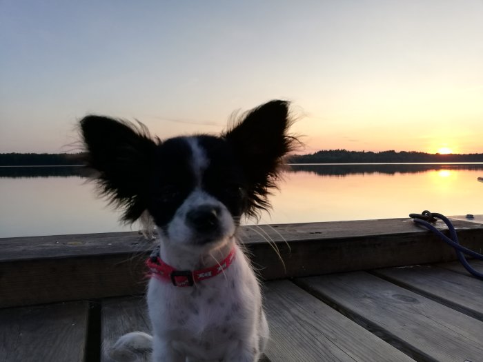 Hund med fluffiga öron sittande på en brygga framför en solnedgång över en sjö.