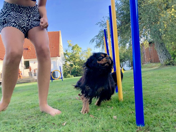 Svart hund utför agilitybanan med blå och gula slalomstänger på en grön gräsmatta.