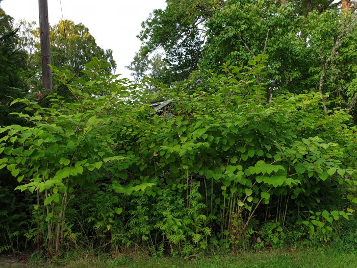 Tät vegetation med olika gröna blad och ormbunkar, delvis dolt byggnadsobjekt i bakgrunden.