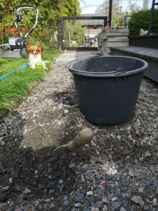 Ogräshink i förgrunden med halvfärdig stenlagd gång och en hund med leksak i bakgrunden.