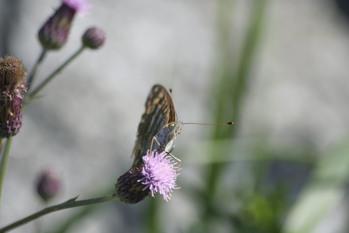 Fjäril på lila blomma med suddig bakgrund.