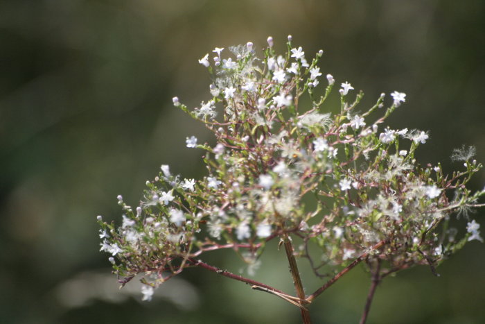 Vit blommande växt med fluffiga fröstand i solljus, inga svampar synliga.