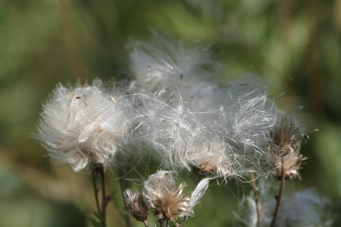 Fröstande växt med fluffiga vita frökapslar liknande svampar mot grön bakgrund.