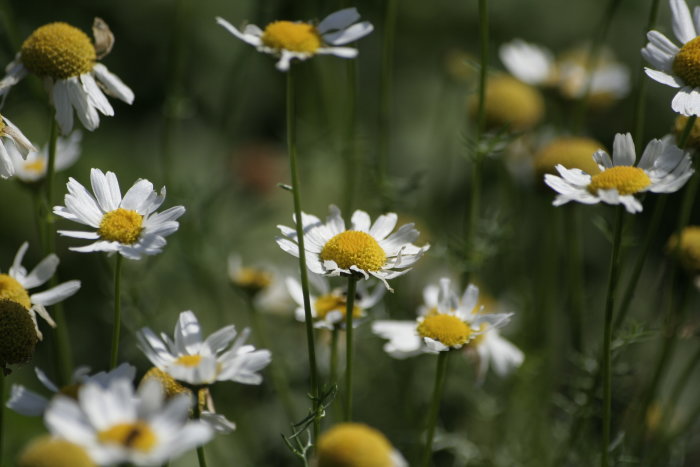 Närbild av kamomillblommor med vita kronblad och gula mitten på en äng.