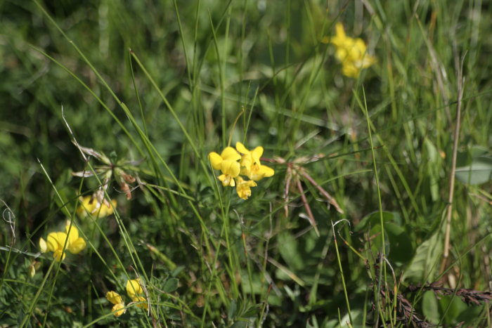 Gula blommor bland grönt gräs, ingen svamp synlig.