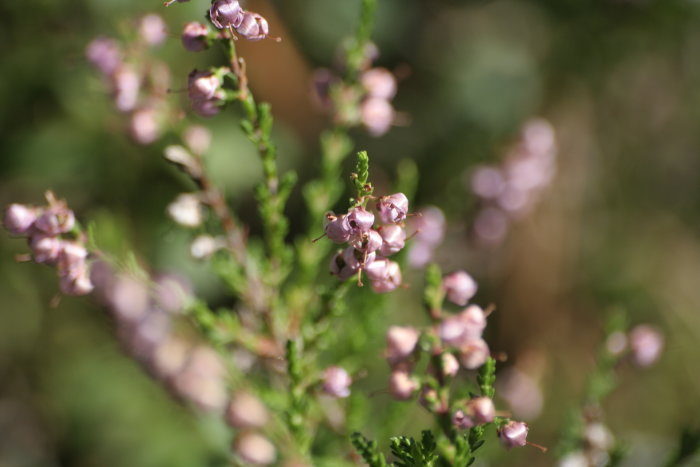 Närbild på ljusrosa blommande växt med oskarp bakgrund, inte en svamp.