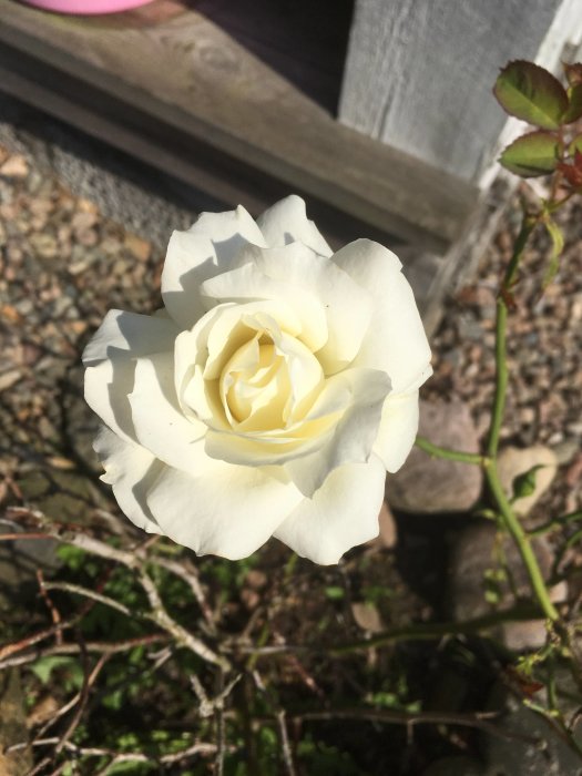 En utslagen vit ros i förgrunden med gröna blad och grusig mark i bakgrunden.