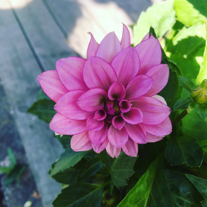 Nyutslagen rosa dahliablomma med gröna blad och knoppar i bakgrunden.