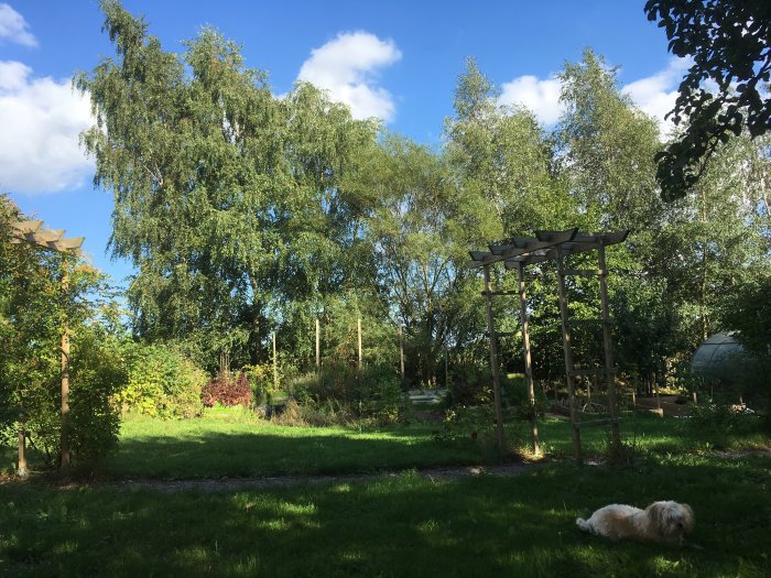 Oskött trädgård med högt gräs, en hund som vilar, träd och en ommålad pergola i dagsljus.