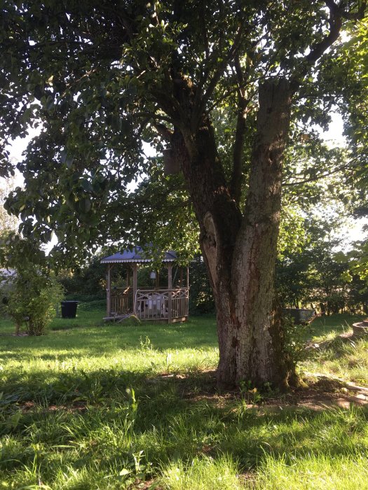 Ogräsmarkerad trädgård med ett lusthus i bakgrunden, ogret gräs, ett gammalt träd i förgrunden.