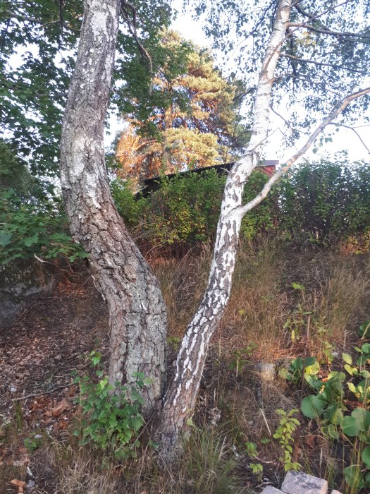 Två björkstammar som delar stubbe, en med markerad gren, i en skogsmiljö.