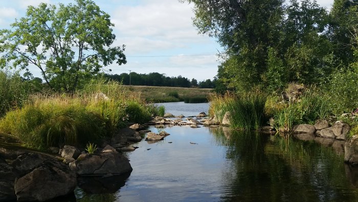 Naturskön bild av en lugn bäck med stenar, omgiven av grönska och träd under blå himmel.