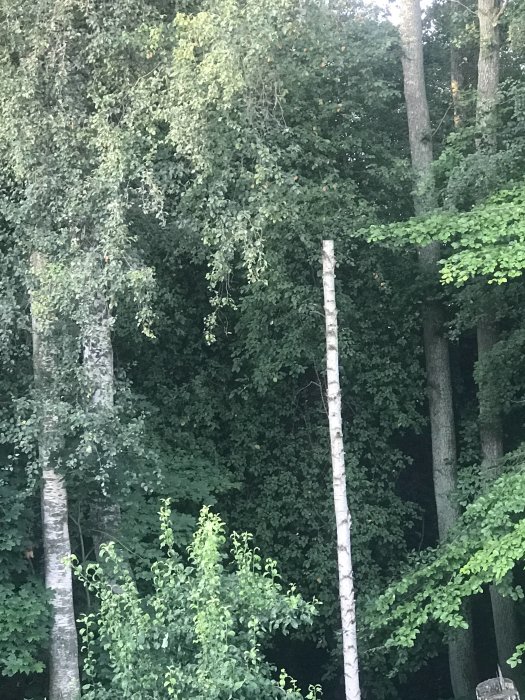 Avkapad stam av ett träd bland grönskande träd och buskar i en skogsmiljö vid skymning.