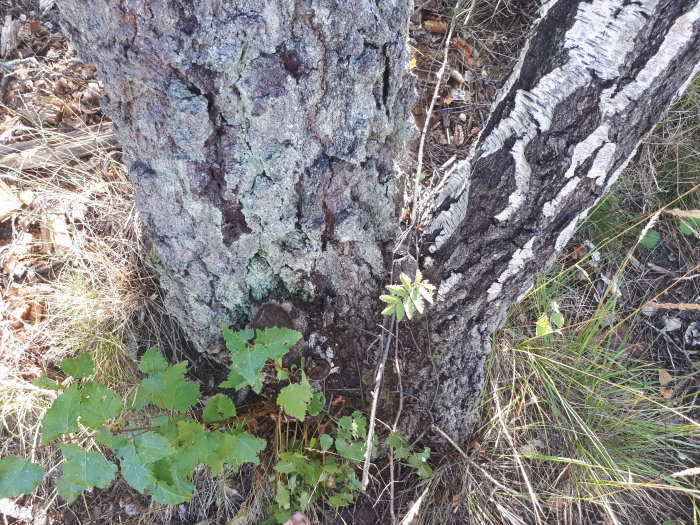 Två sammanväxta träd med ett avstick åt höger från stubben i en skogsmiljö.