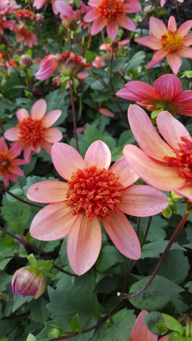 Blommande dahlior i nyanser av rosa och orange, binds upp för att stödja tillväxten.