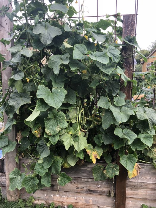 En täckande vägg av gurkplantor på en ställning med mogen gurkor och gröna blad.