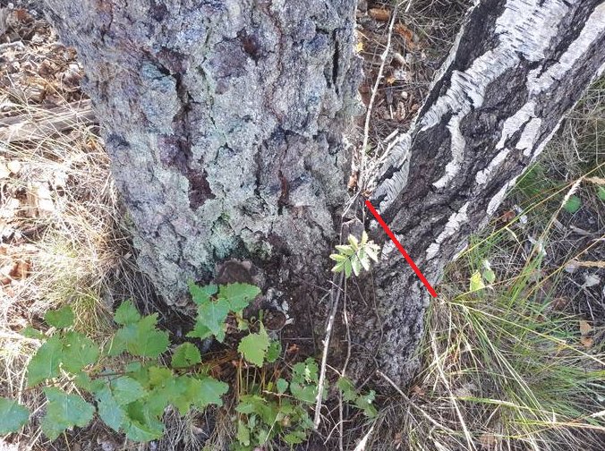 Träd med markerad såglinje i rött, ängsmark runtomkring.