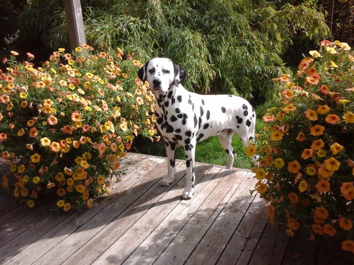 En dalmatiner står på en trätrall bredvid krukor med blommande Surfinia.