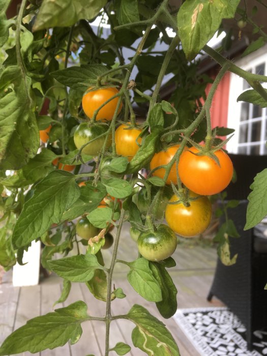 Mogna och omogna tomater på en planta, möjligen sorterna Tumbling Tom Yellow eller Balconi Red.