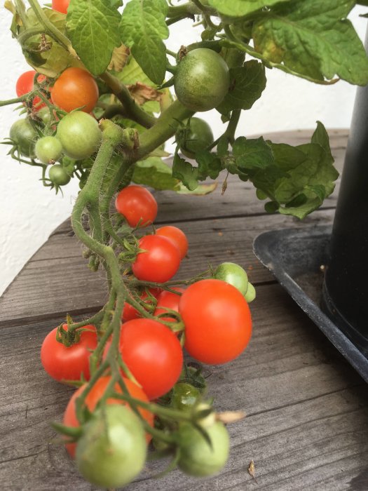 Solvarma röda och gröna tomater på en planta, troligen Tumbling Tom Yellow eller Balconi Red.