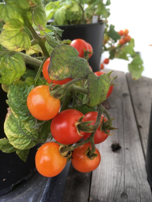 Mogna röda och orange tumbling tom-tomater på en planta, några omogna i bakgrunden, på en träyta.